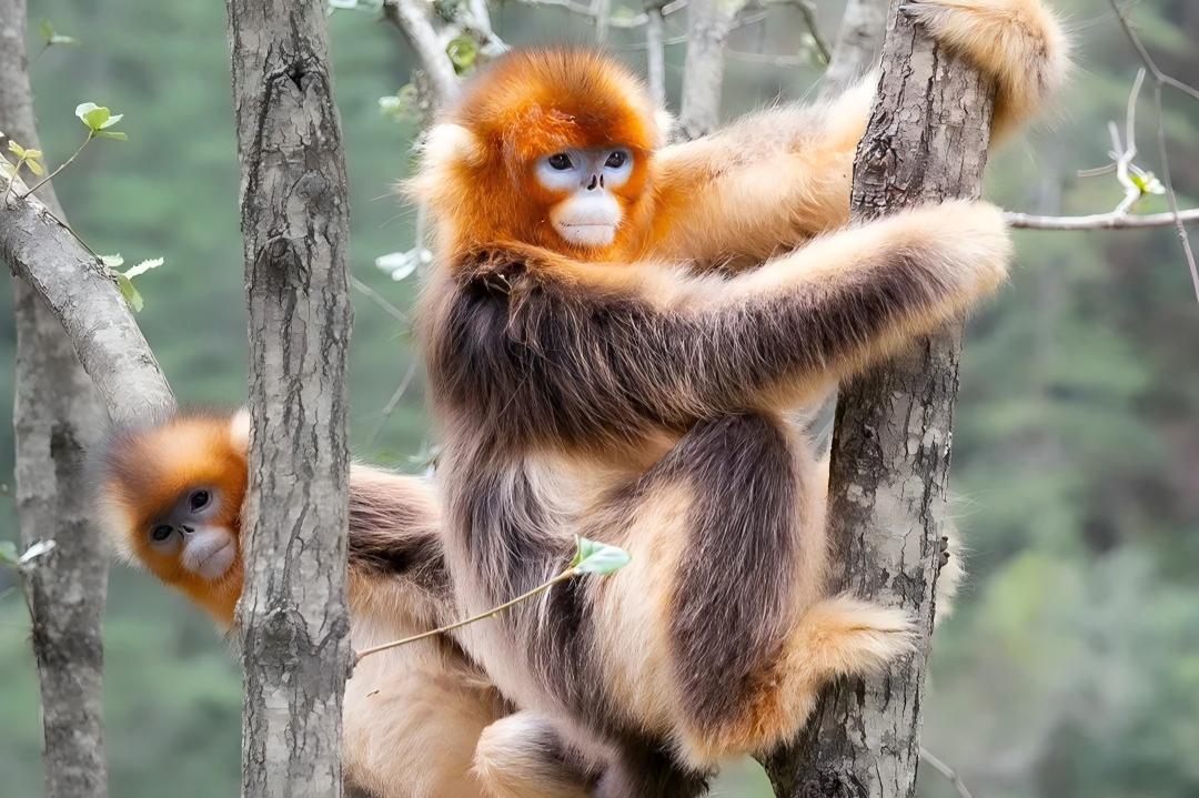  Leshan - Chengdu, Giant Buddha