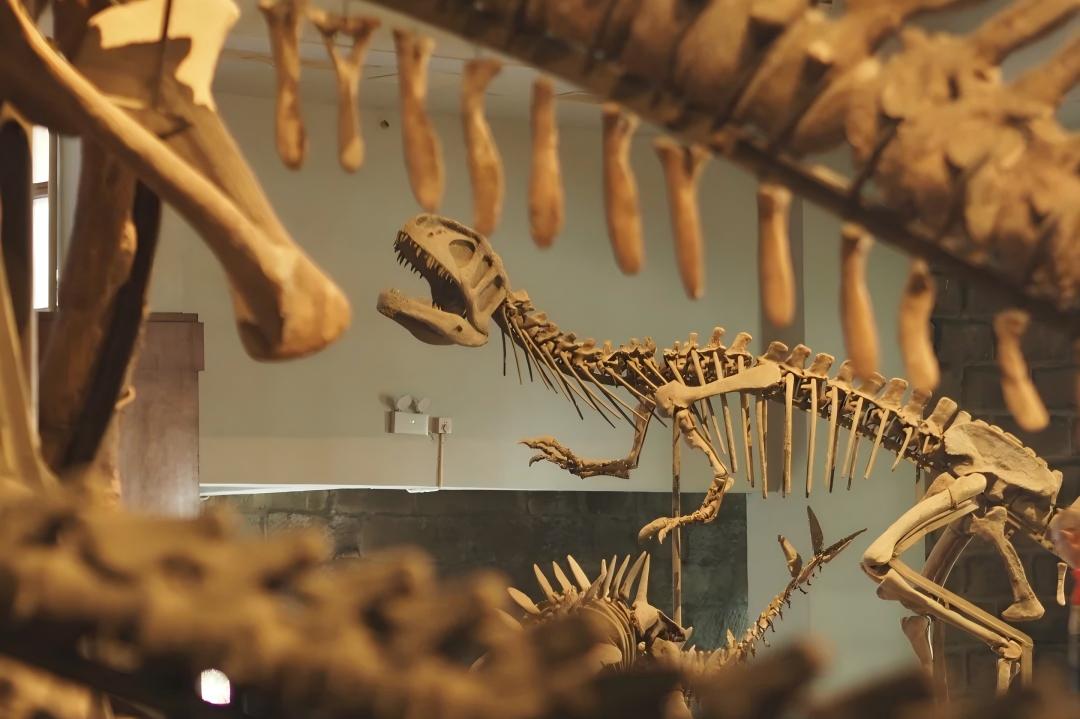 Chengdu - Zigong, Zigong Dinosaur Museum and Shenhai Well