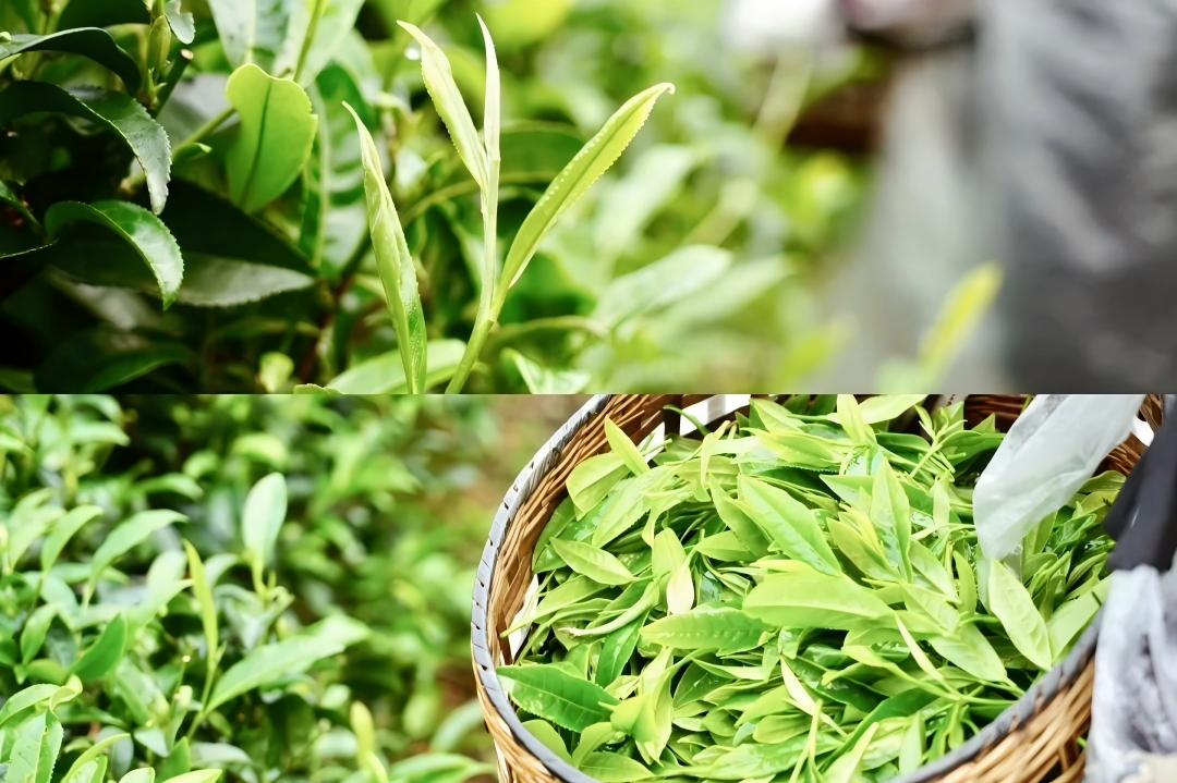 Chengdu, Tea Peaking & Making Experiences