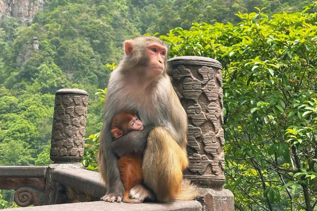 Tianmen Mountain and the Glass Bridge