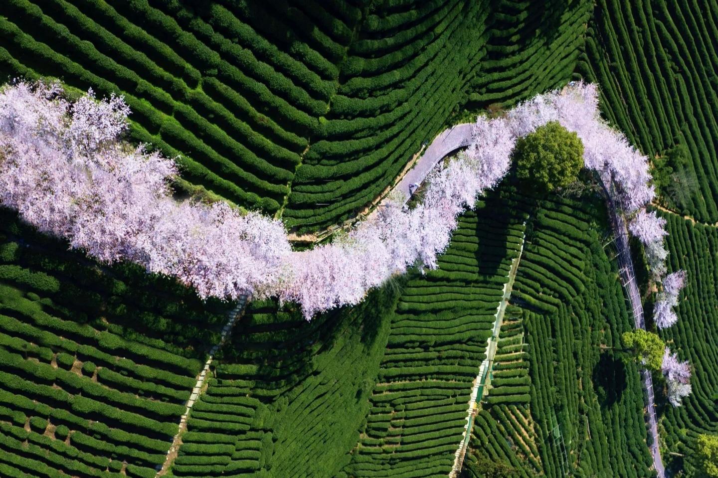 Hangzhou to Shanghai | Departure