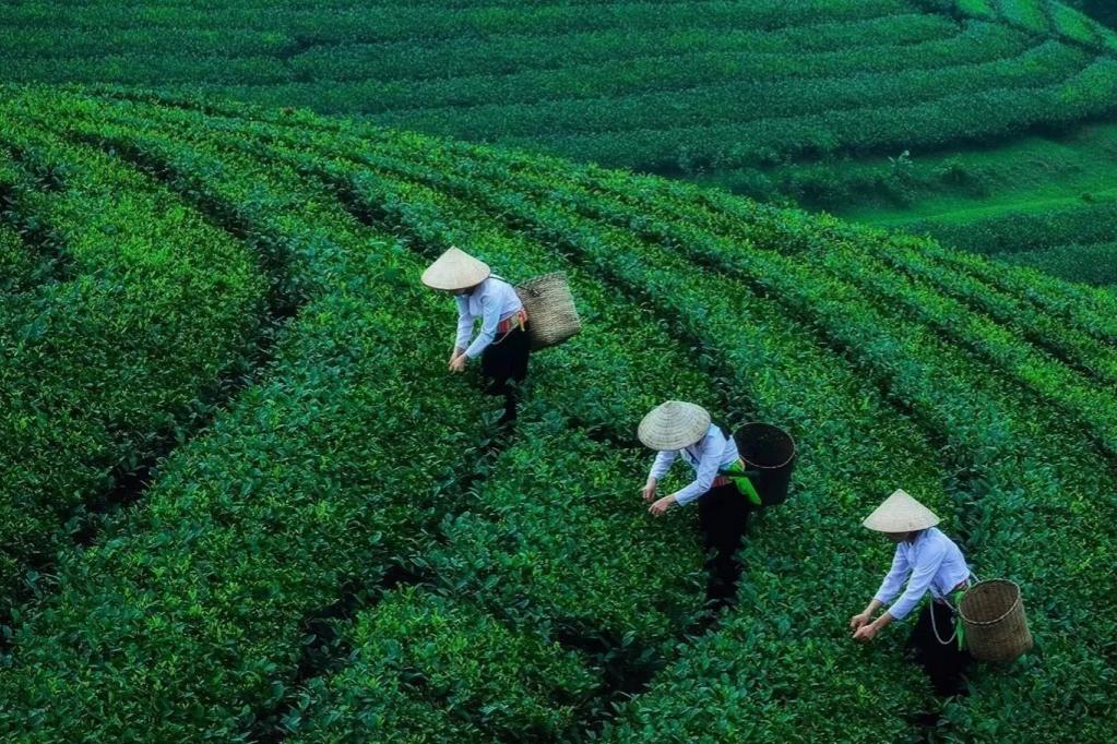Arrival, Boat Tour on the West Lake, Lingyin Temple, Fei Lai Feng, Dragon Well Tea Plantation