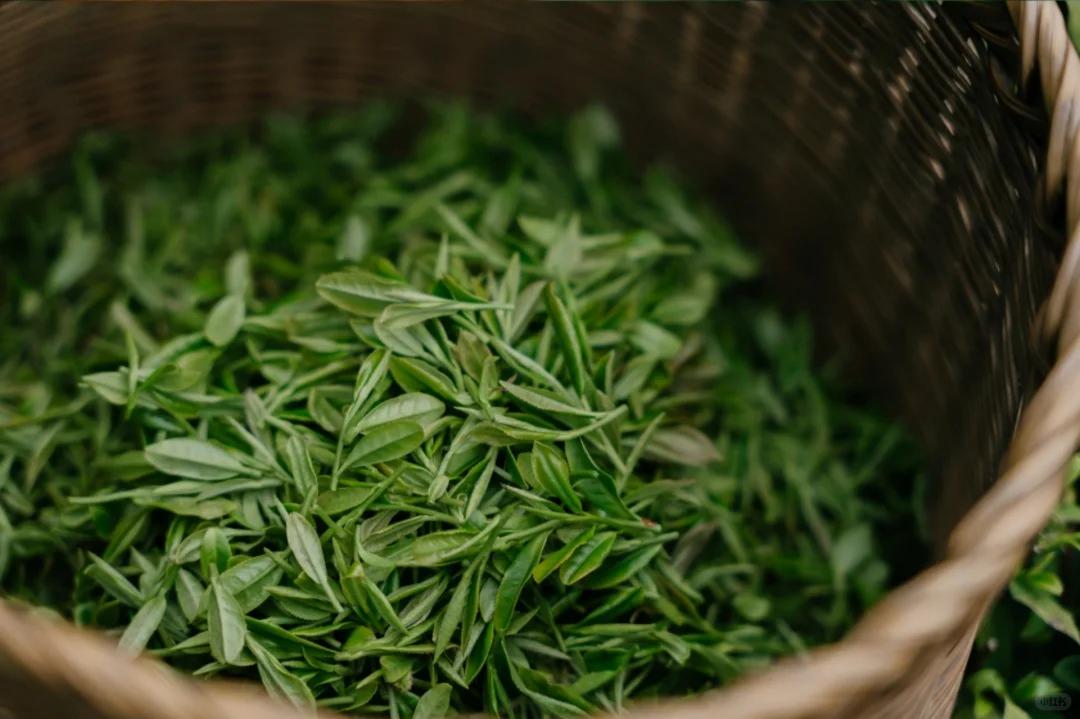 Dragon Well Tea Plantation, Six Harmonies Pagoda, Departure