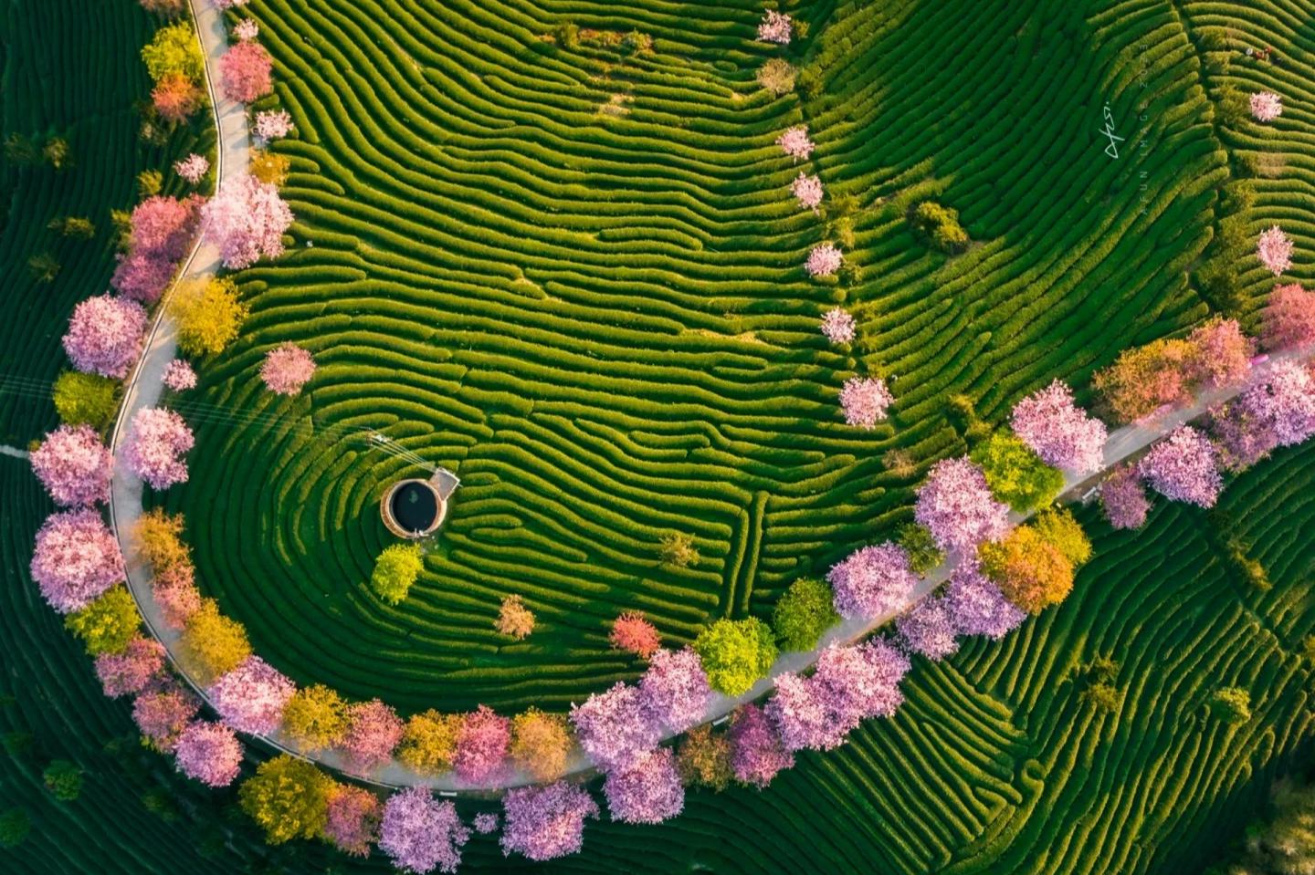 Dragon Well Tea Plantation, Six Harmonies Pagoda, Departure