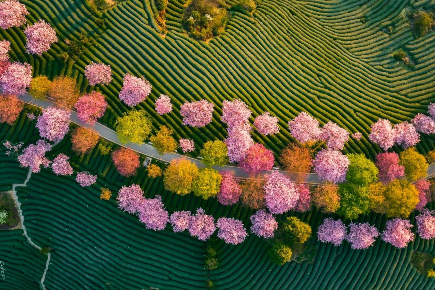 Arrival, Boat Tour on the West Lake, Lingyin Temple, Fei Lai Feng, Dragon Well Tea Plantation