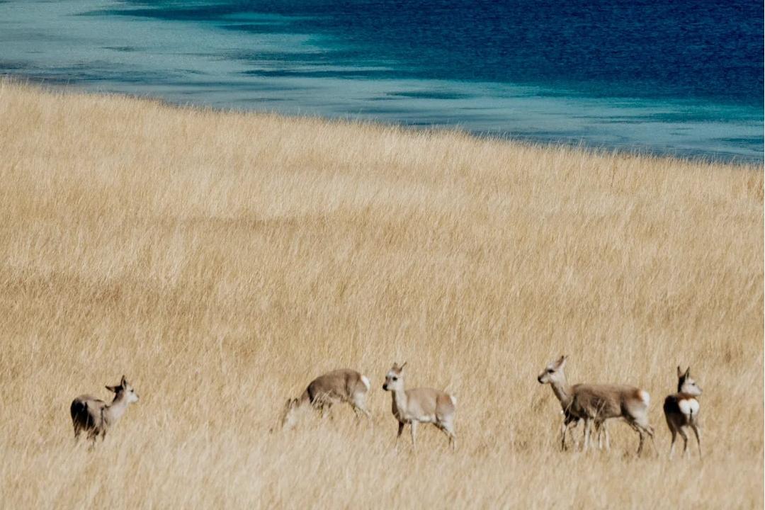 Lhasa | Yamdrok Lake