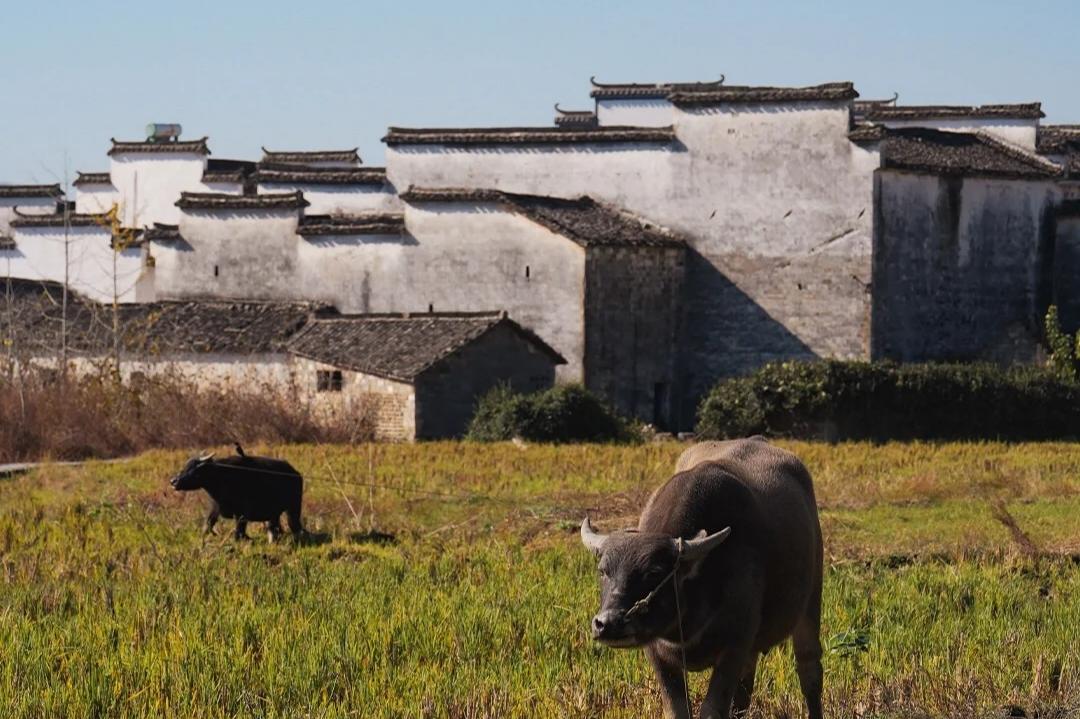 Huangshan | Beautiful Rural Village